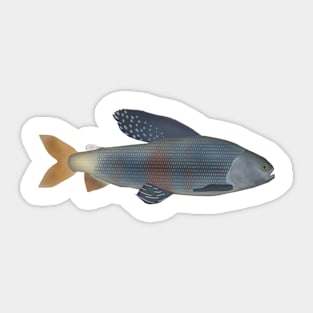 Upper Yenisei Grayling Sticker